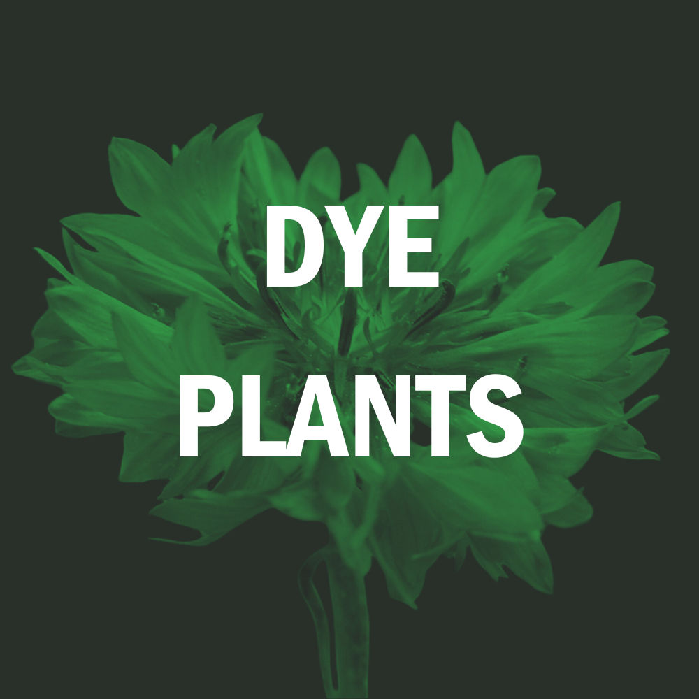 Dye Plants