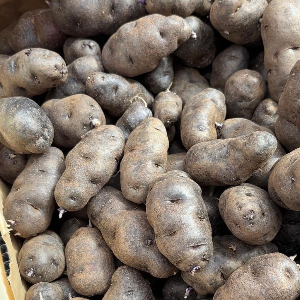 Purple Haida Potato