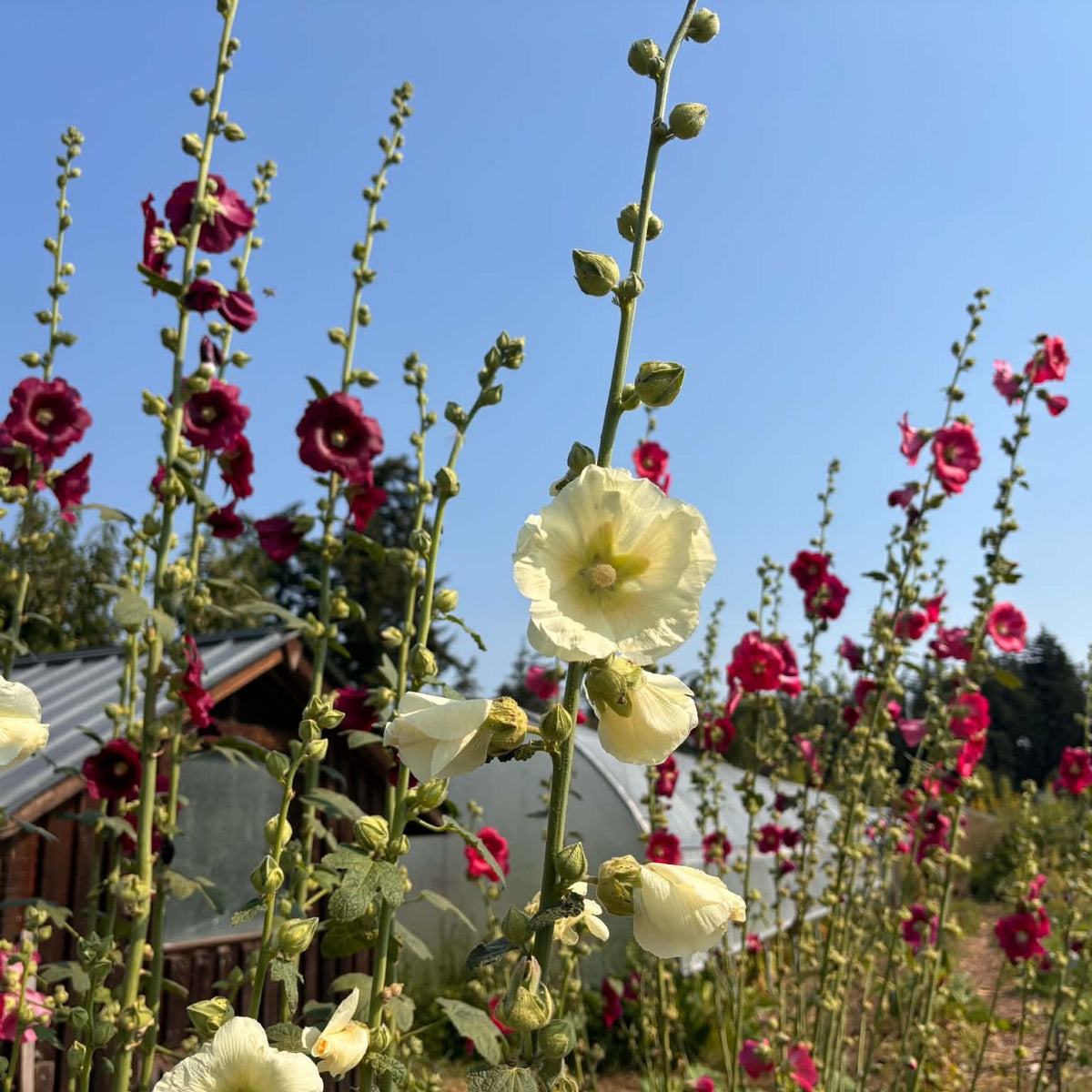 Hollyhock Mix