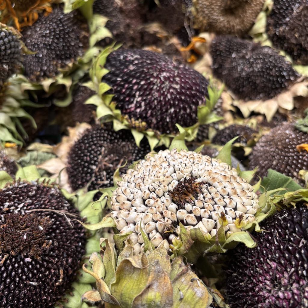 Close-up of sunflower heads with a mix of green, brown, and purple colors.