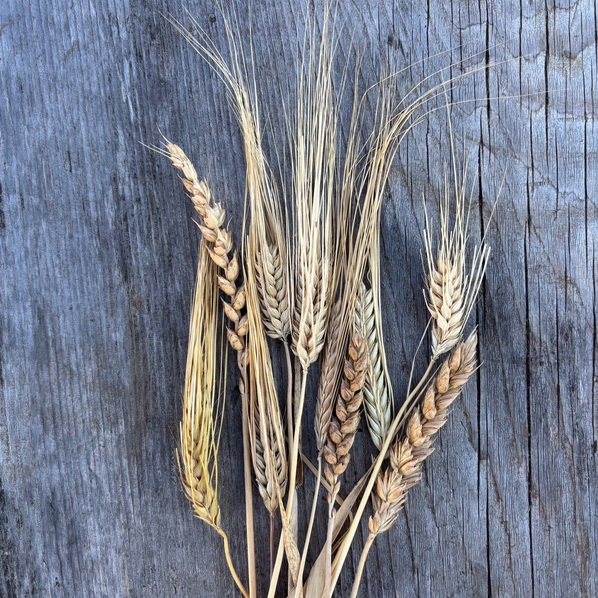 Wheat ears on a wooden surface