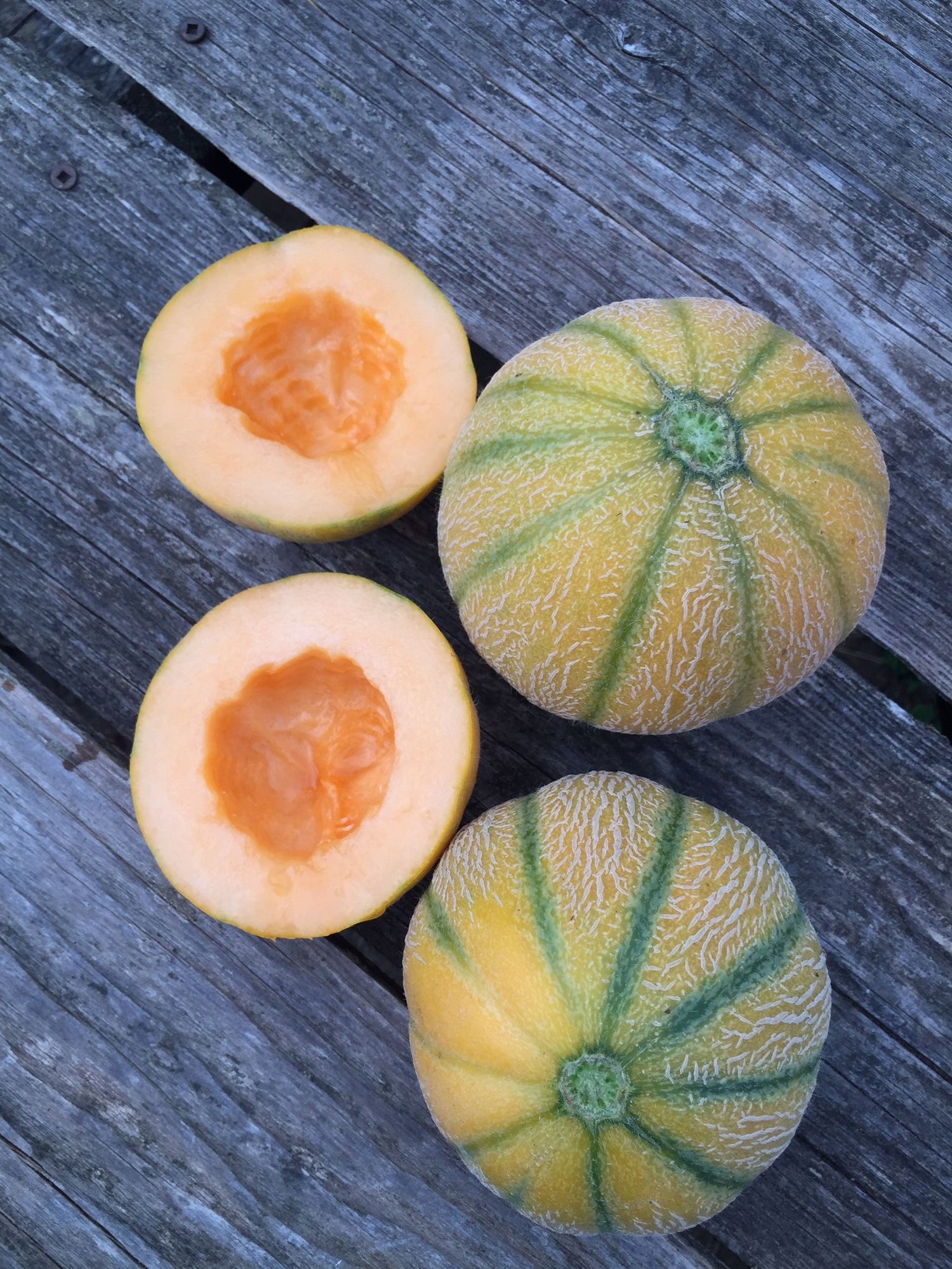 Minnesota Midget Melon