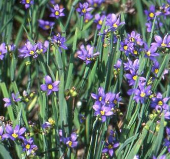 Blue-Eyed Grass