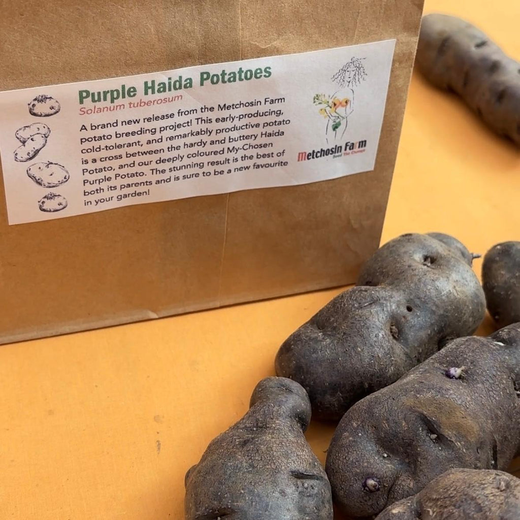 Purple Haida Potato