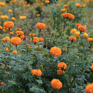 African Marigold