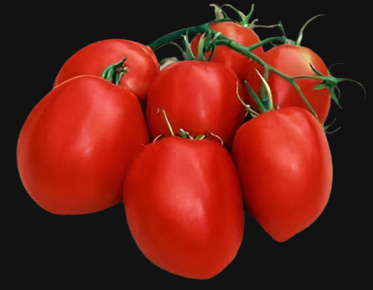 Amish Paste Tomatoes