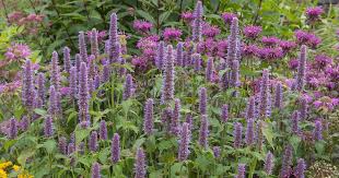 Anise Hyssop