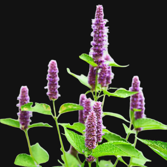 Anise Hyssop