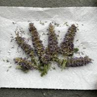 Anise Hyssop Seedheads