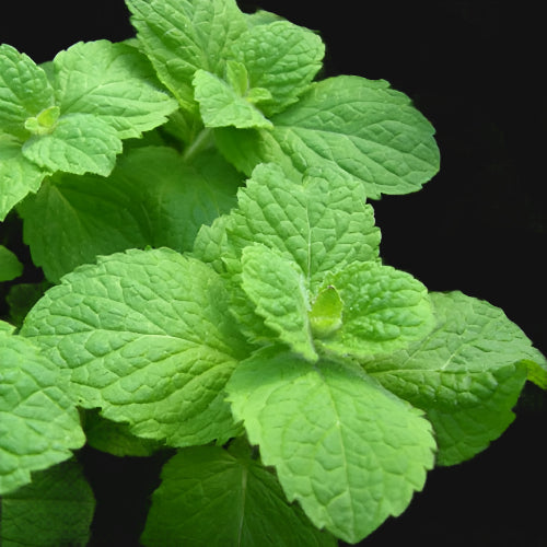 Apple Mint