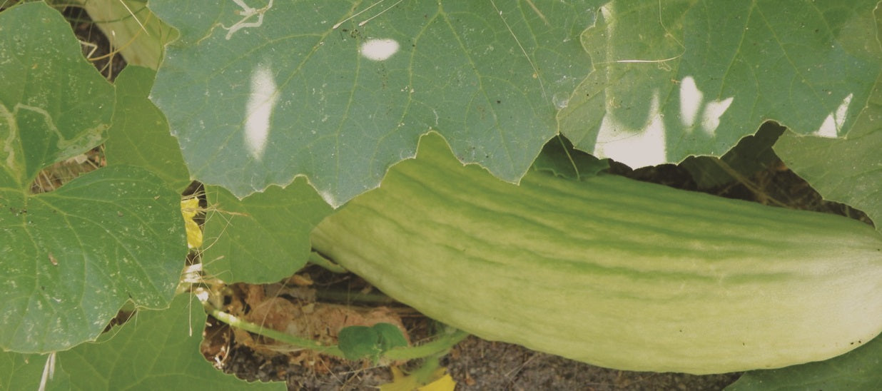 Armenian Cucumber