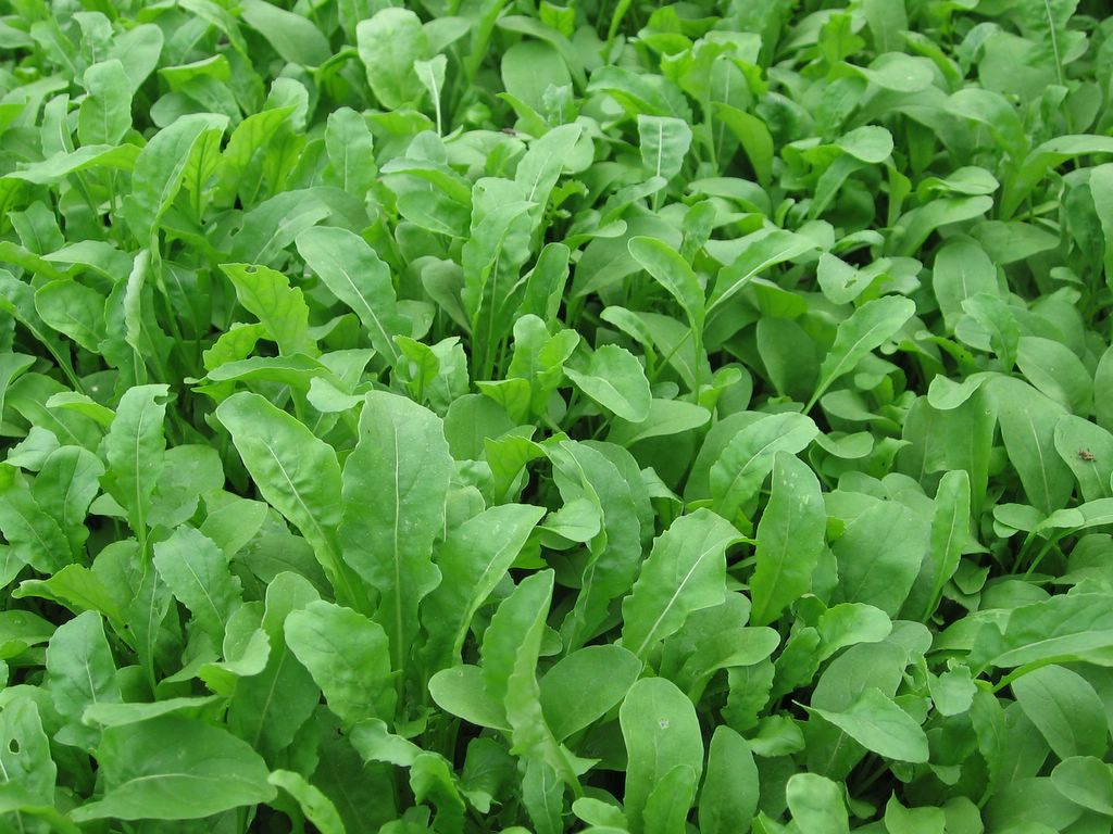 Arugula