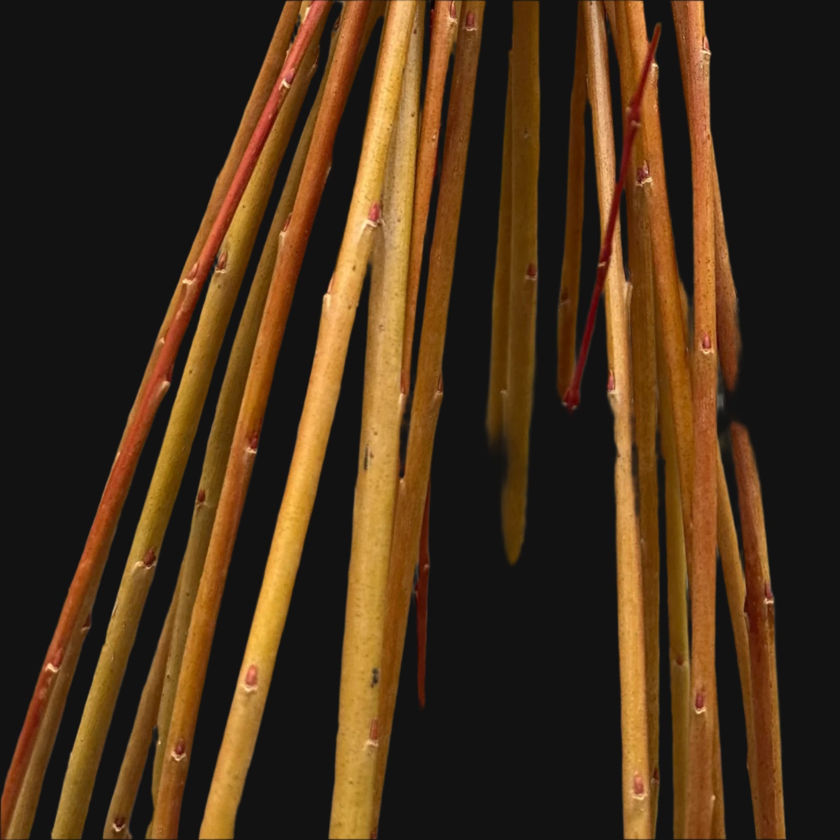 Basket Willow