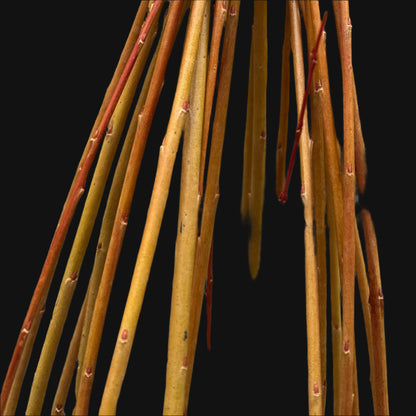 Basket Willow