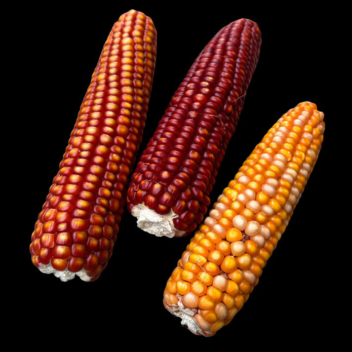 Basque Red Corn