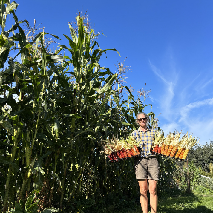 Basque Red Corn