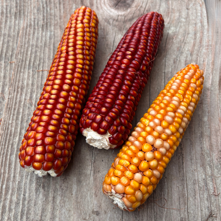 Basque Red Corn