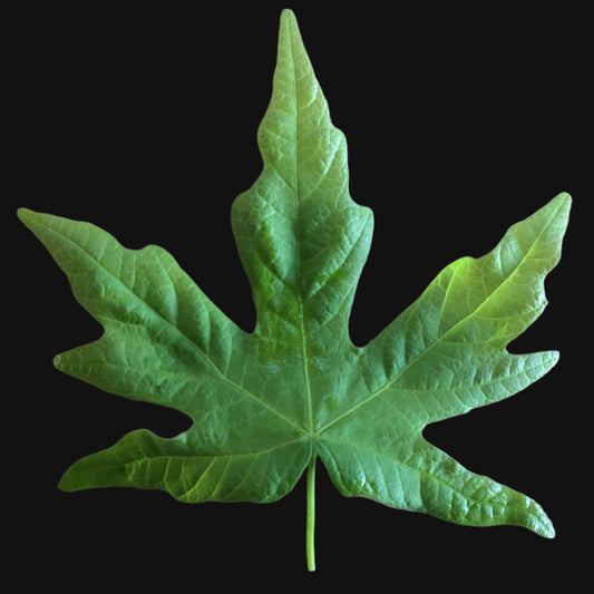 Big Leaf Maple