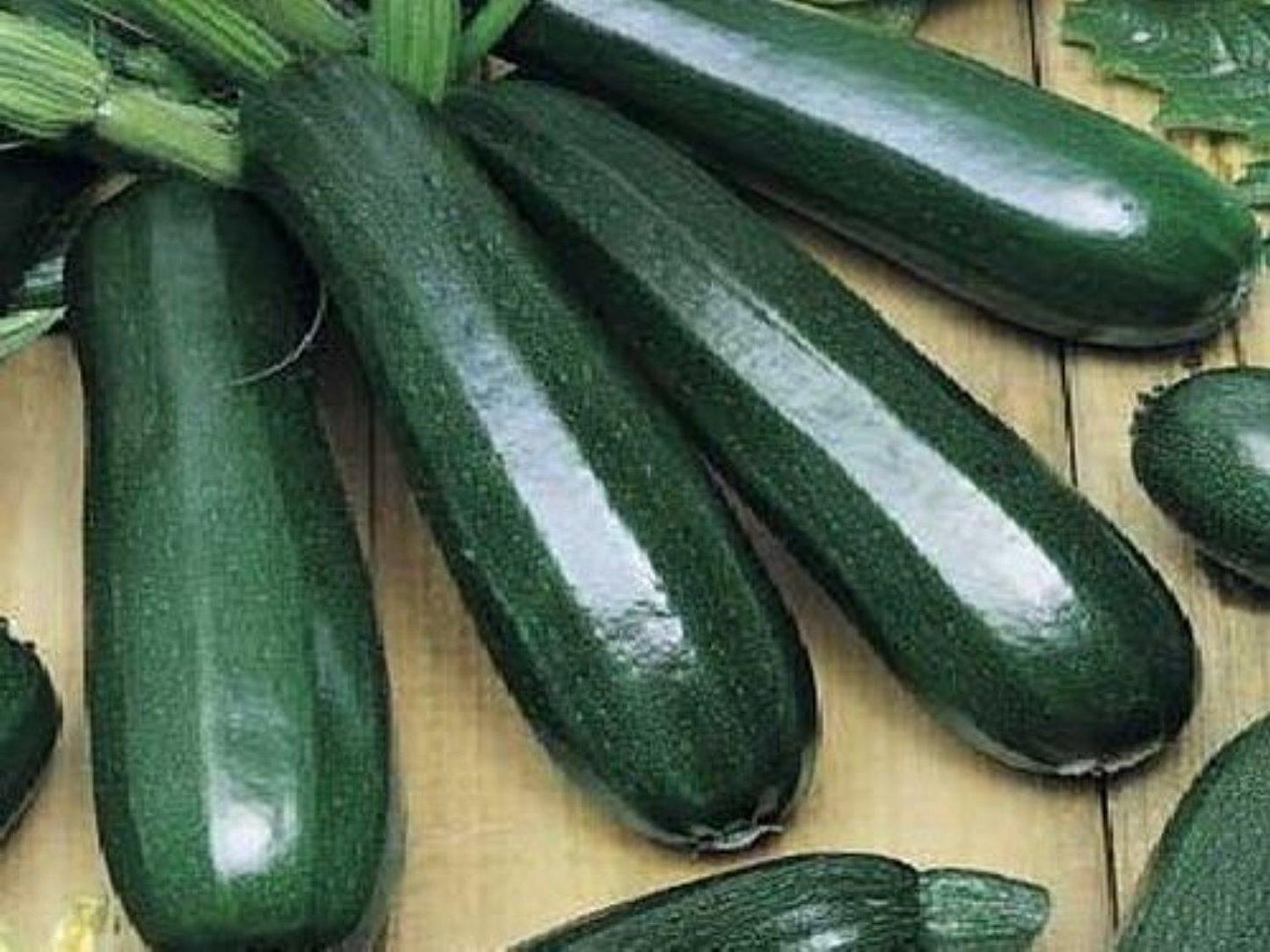 Black Beauty Zucchini