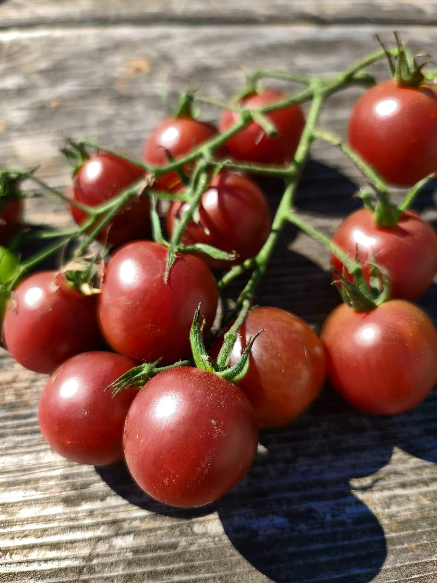 Black Cherry Tomato