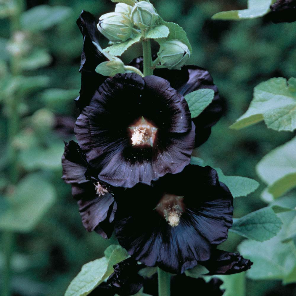 Black Hollyhock