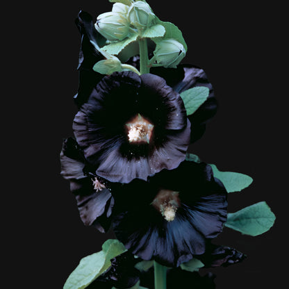 Black Hollyhock