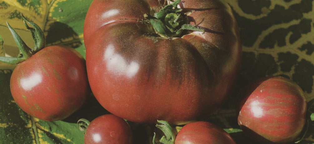 Black Russian Tomato