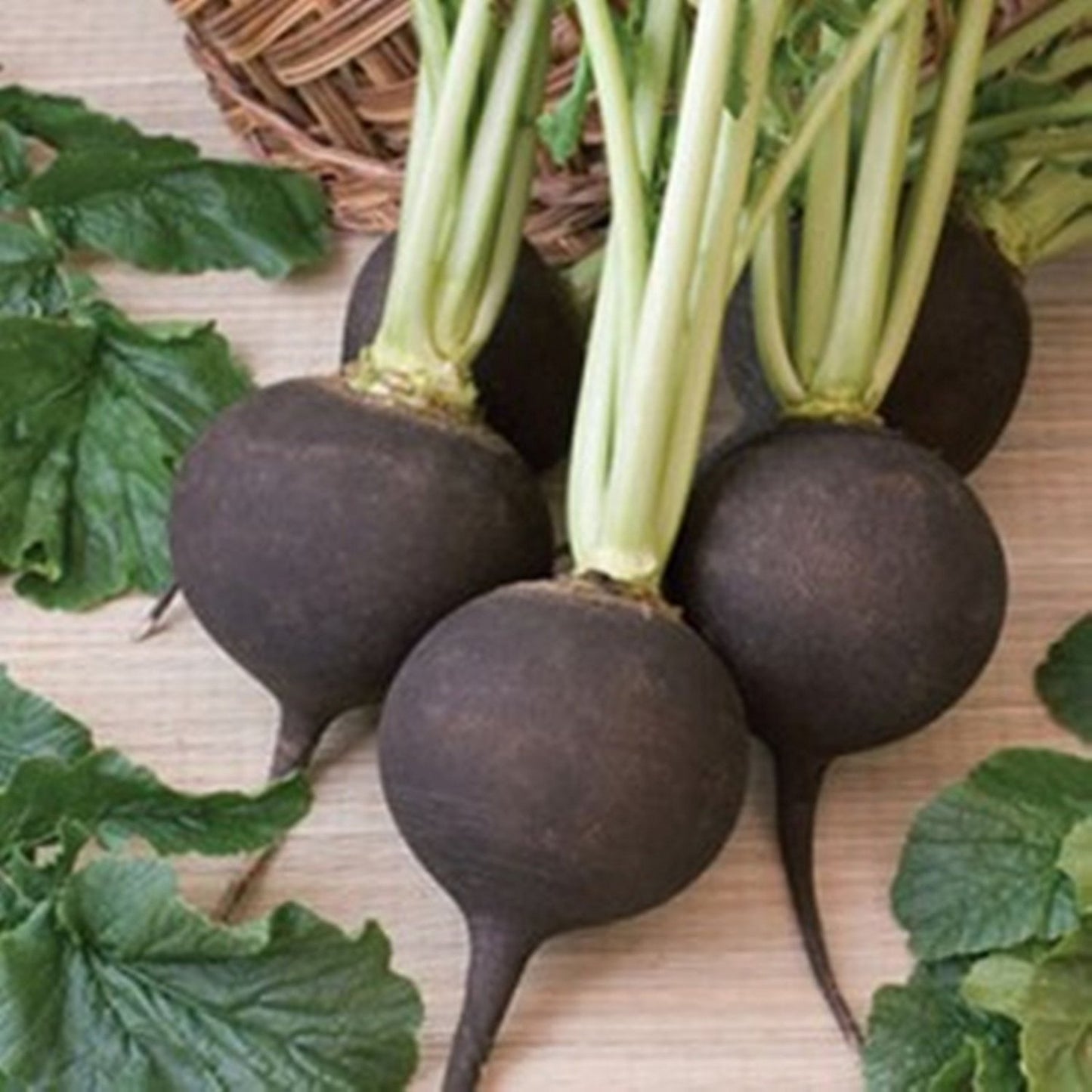 Black Spanish Radish