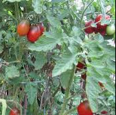 Black Plum Tomato Plant