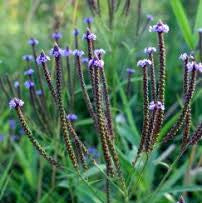 European Blue Vervain