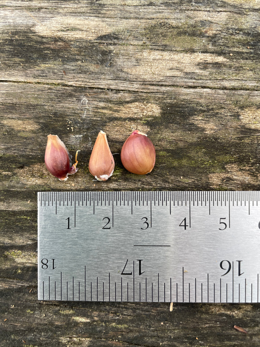 Mixed Garlic Bulbils