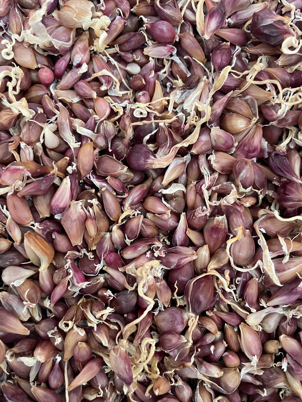 Mixed Garlic Bulbils