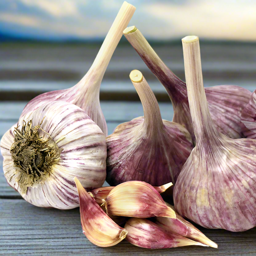 Bogatyr Garlic on farm table