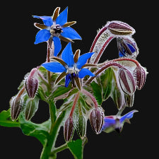 Borage Plant with Black Background