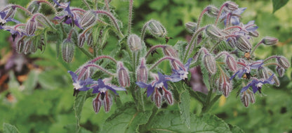 Borage