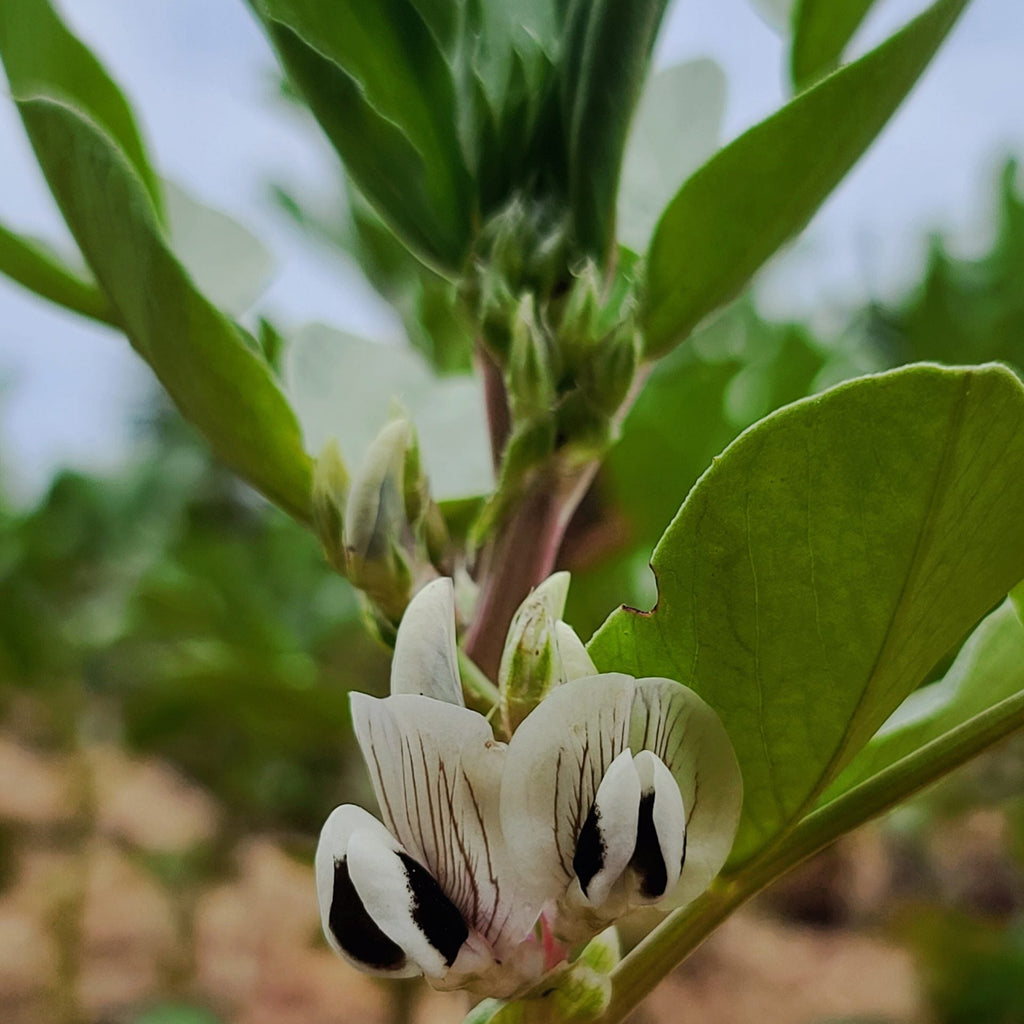 Broad Bean Mix