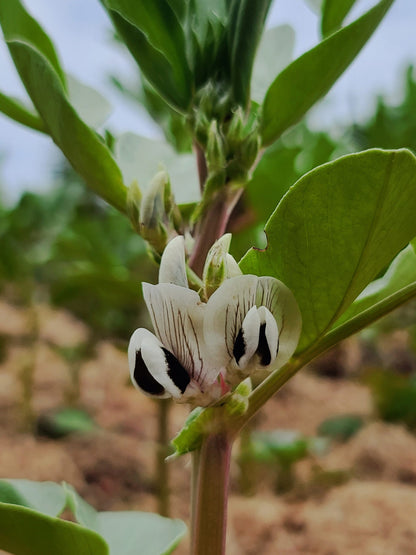 Broad Bean Mix