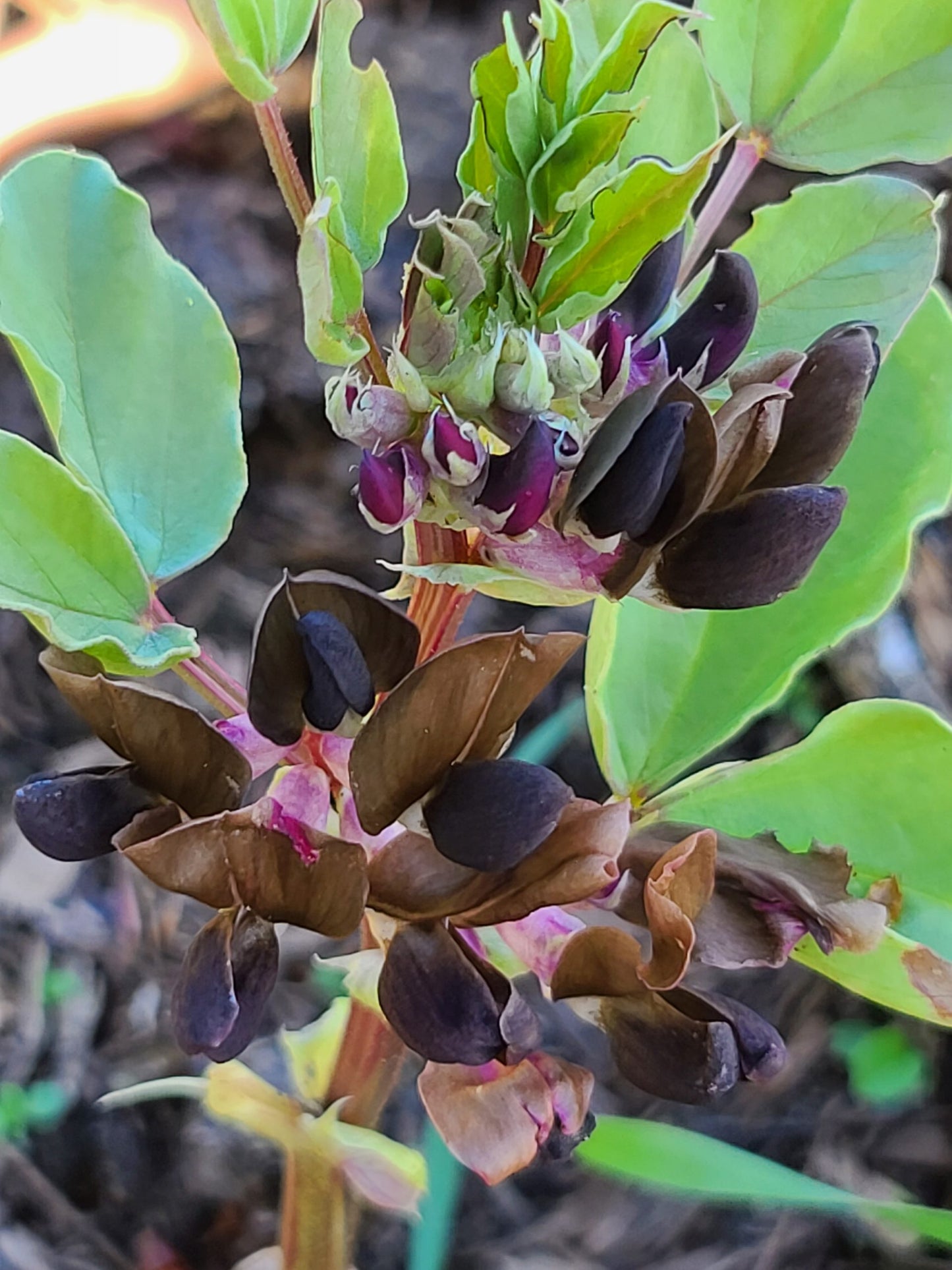 Broad Bean Mix