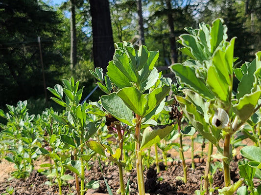 Broad Bean Mix