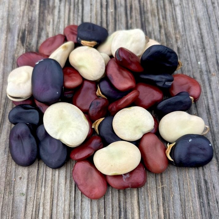 Broad Bean Mix