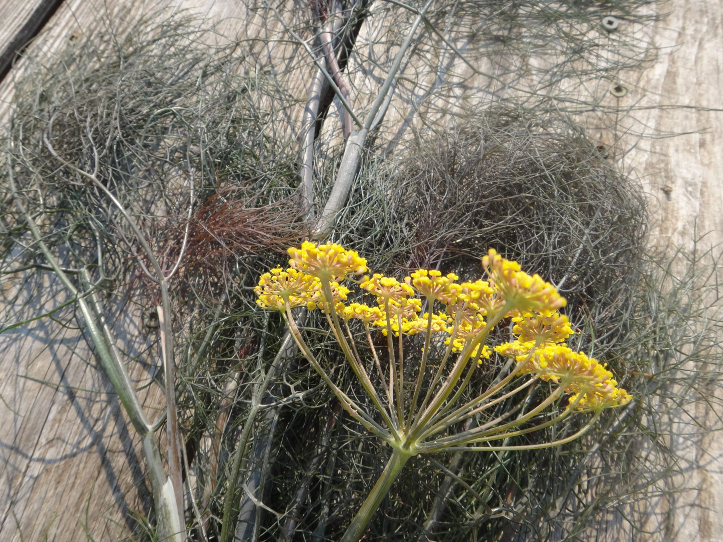 Bronze Fennel