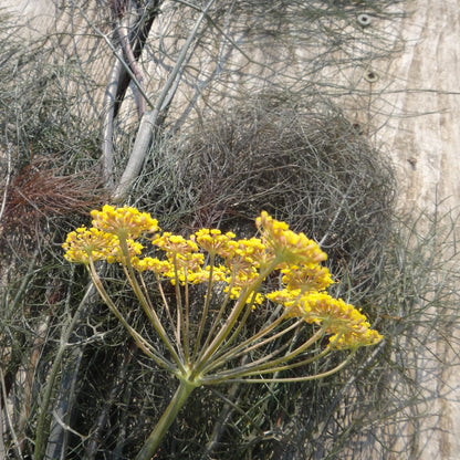 Bronze Fennel