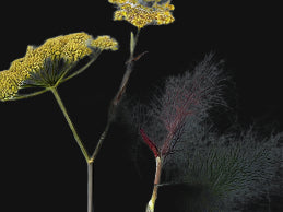 Bronze Fennel