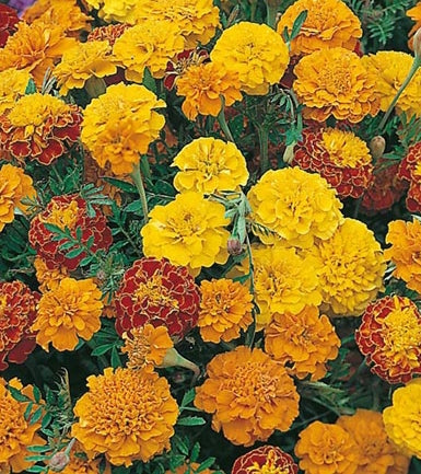 French Marigold Bush Mix