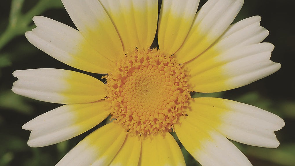 Chinese Chrysanthemum