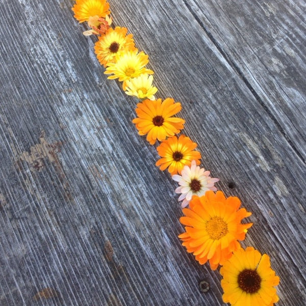 Calendula Flowers in a Row