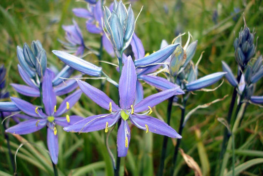 Camas