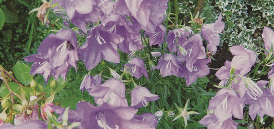 Canterbury Bells