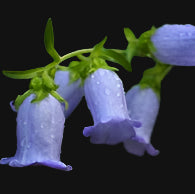 Canterbury Bells