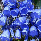Canterbury Bells